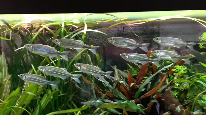 Besatz im Aquarium Yasis AQ von YAZZ (11)