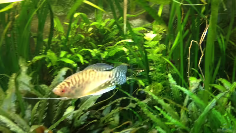 Besatz im Aquarium Yasis AQ von YAZZ (12)