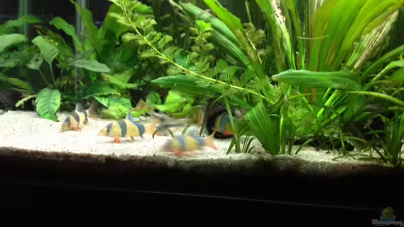 Besatz im Aquarium Yasis AQ von YAZZ (13)