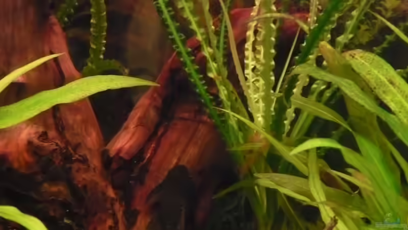 Besatz im Aquarium Yasis AQ von YAZZ (15)