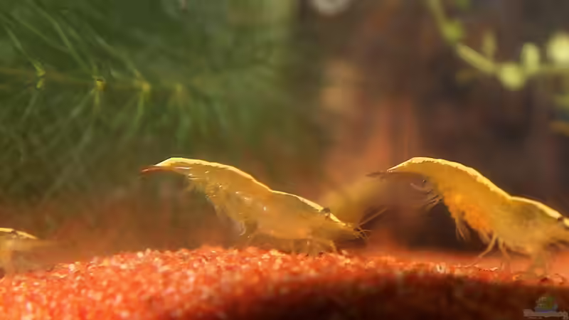 Besatz im Aquarium Yellow Fire Neon von Mona6464 (2)