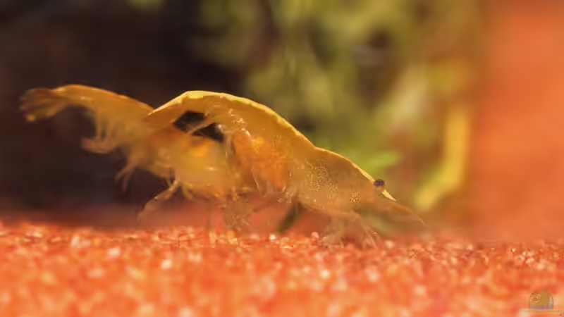 Besatz im Aquarium Yellow Fire Neon von Mona6464 (3)