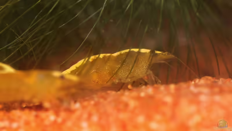 Besatz im Aquarium Yellow Fire Neon von Mona6464 (4)