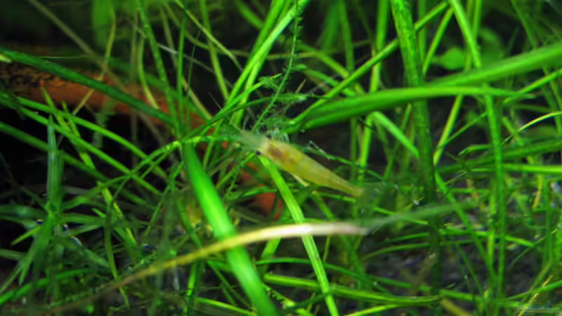 Besatz im Aquarium Yellow Fire von Marlone (11)