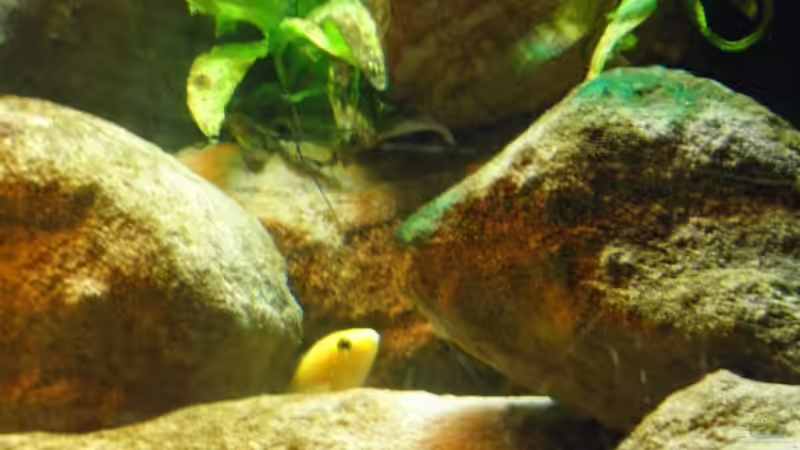 Besatz im Aquarium Yellowhome von Franek (35)