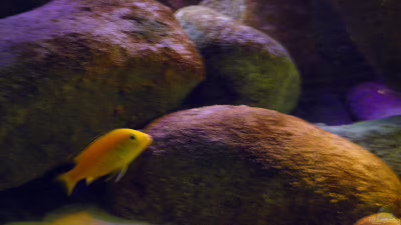 Besatz im Aquarium Yellowhome von Franek (36)