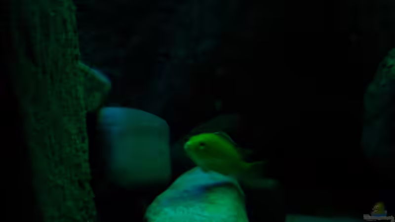 Besatz im Aquarium Yellowhome von Franek (37)