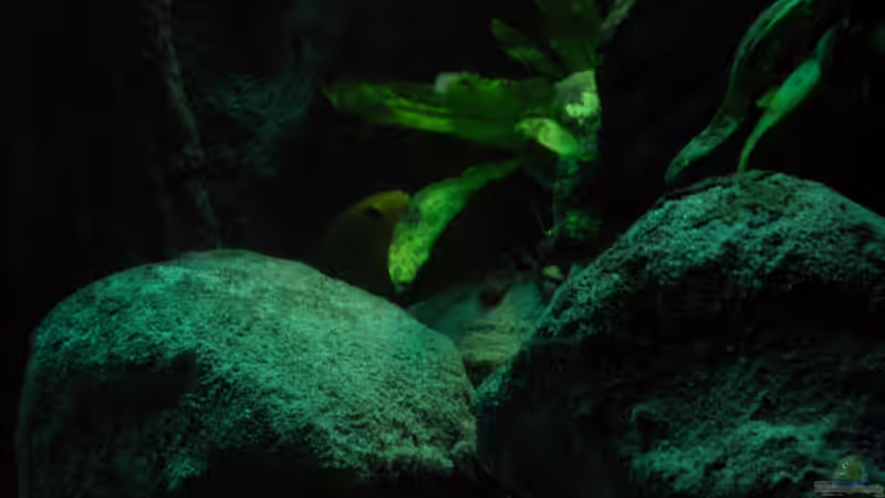 Besatz im Aquarium Yellowhome von Franek (40)