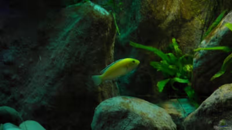 Besatz im Aquarium Yellowhome von Franek (41)