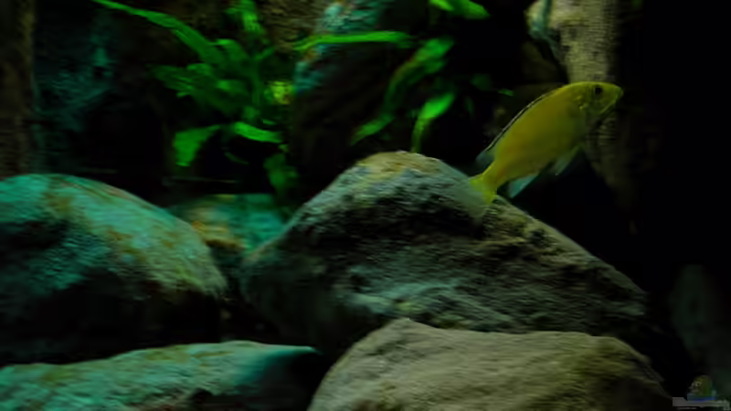 Besatz im Aquarium Yellowhome von Franek (42)