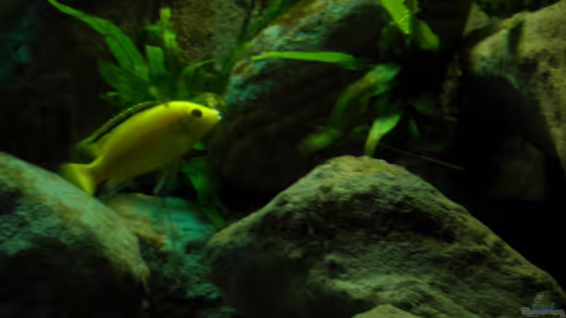 Besatz im Aquarium Yellowhome von Franek (43)