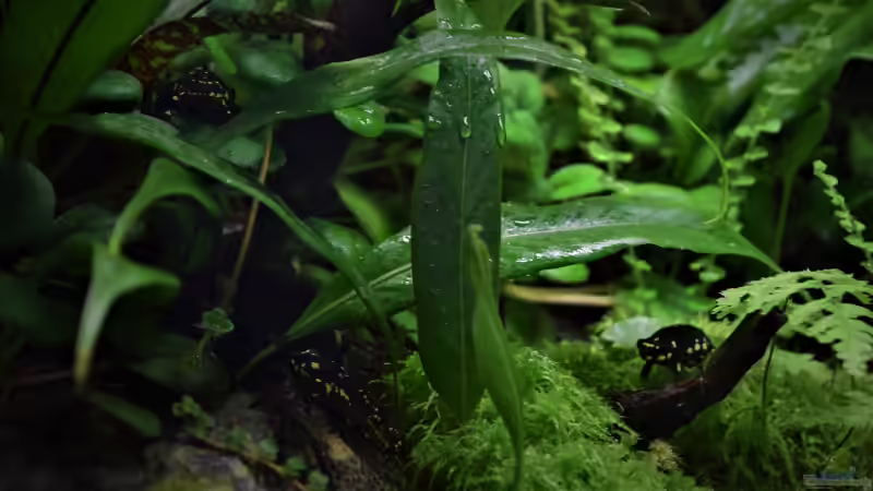 Besatz im Aquarium Yggdrasil von Junglist (64)