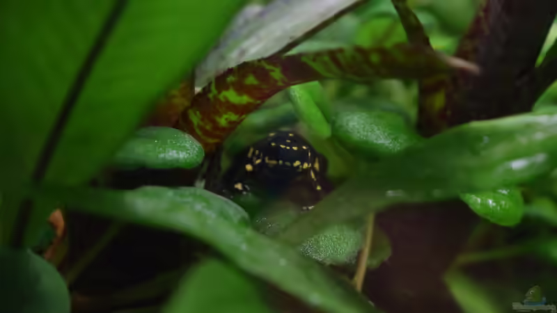 Besatz im Aquarium Yggdrasil von Junglist (65)