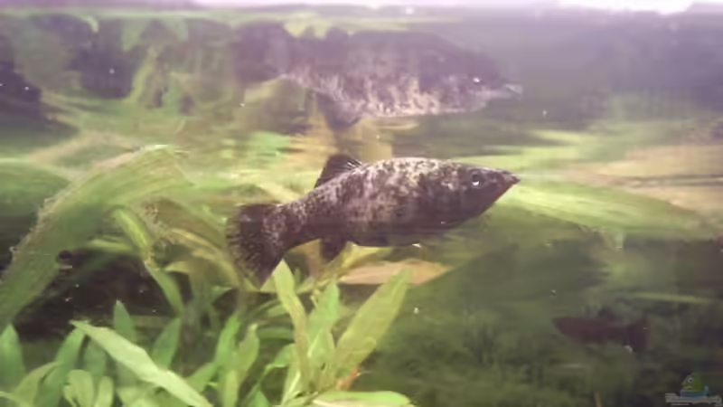 Besatz im Aquarium Zahnkarpfenbecken aufgelöst von ~Danny~ (3)