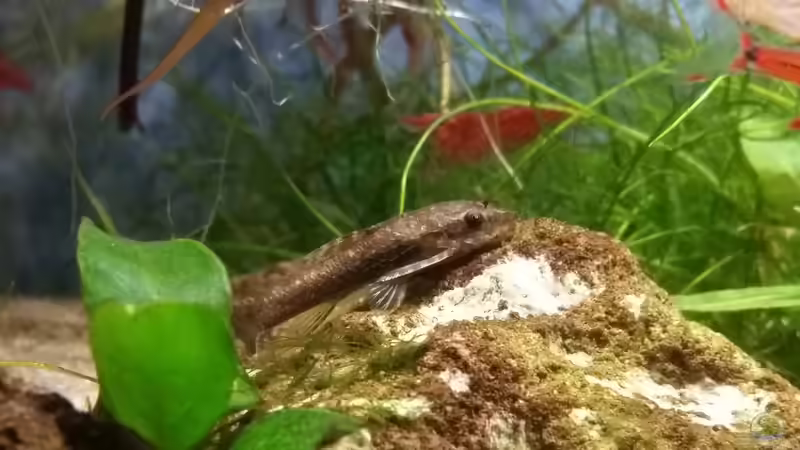 Besatz im Aquarium Zen Artist von Hanni Zosel (29)