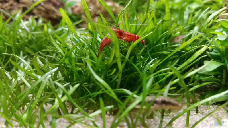 Besatz im Aquarium Zen Artist von Hanni Zosel (31)