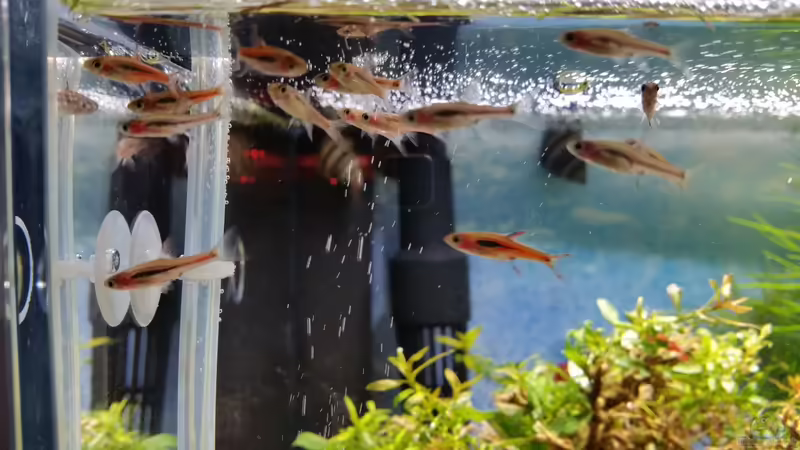 Besatz im Aquarium Zen Artist von Hanni Zosel (32)