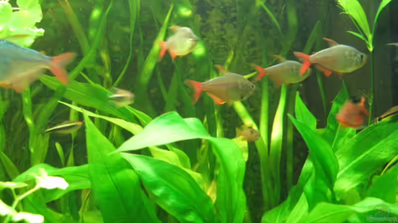 Besatz im Aquarium Zillmer von Eike-Helgo Zillmer (10)