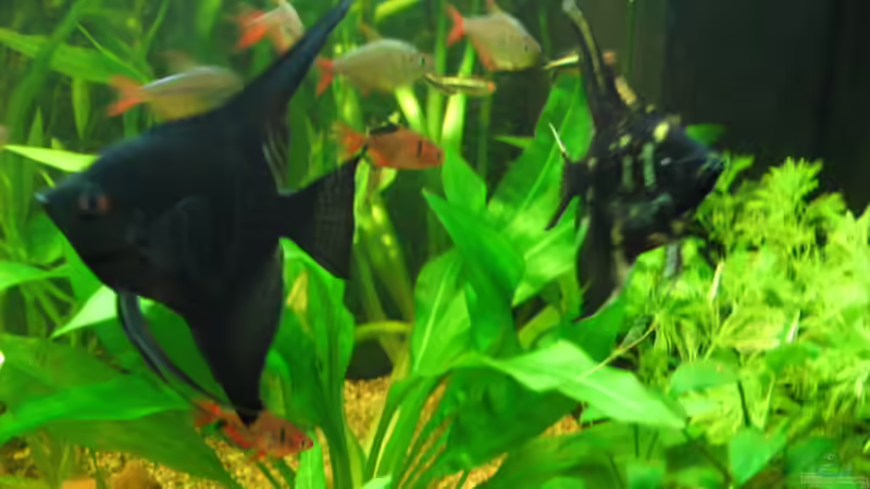 Besatz im Aquarium Zillmer von Eike-Helgo Zillmer (11)