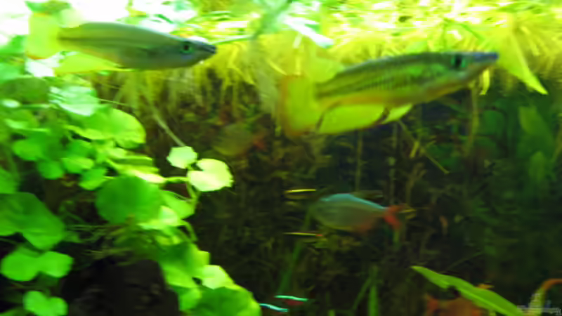 Besatz im Aquarium Zillmer von Eike-Helgo Zillmer (6)