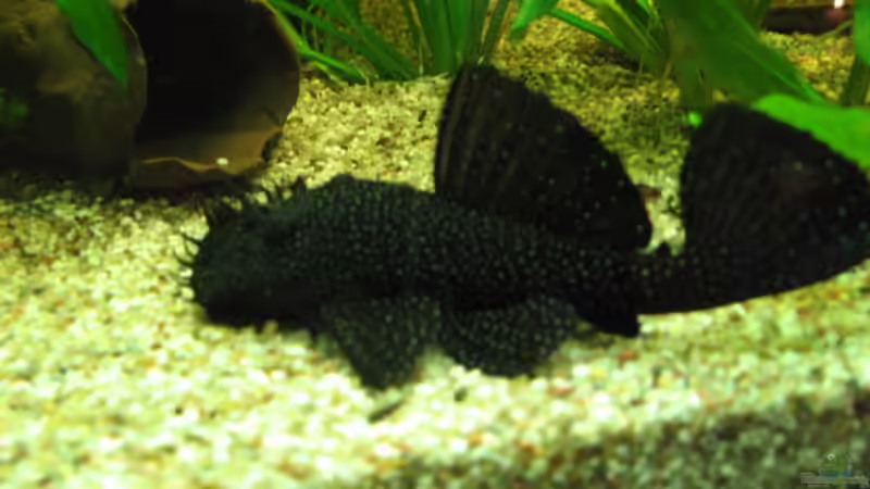 Besatz im Aquarium Zillmer von Eike-Helgo Zillmer (7)