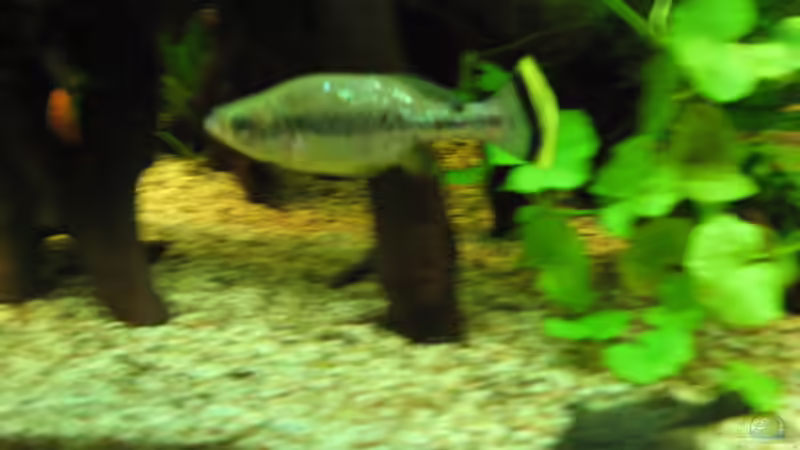 Besatz im Aquarium Zillmer von Eike-Helgo Zillmer (8)