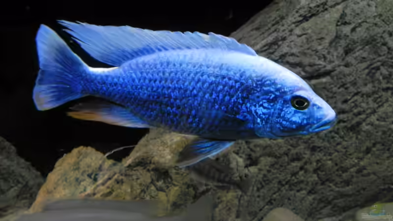 Besatz im Aquarium ZU VERKAUFEN OPEN FREE TERRITORY von Sternenseeträumer (35)