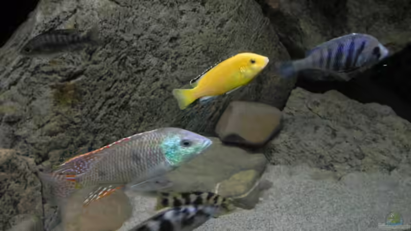 Besatz im Aquarium ZU VERKAUFEN OPEN FREE TERRITORY von Sternenseeträumer (38)