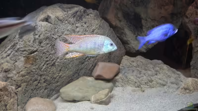 Besatz im Aquarium ZU VERKAUFEN OPEN FREE TERRITORY von Sternenseeträumer (40)