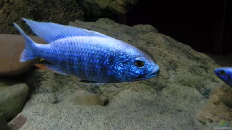 Besatz im Aquarium ZU VERKAUFEN OPEN FREE TERRITORY von Sternenseeträumer (41)