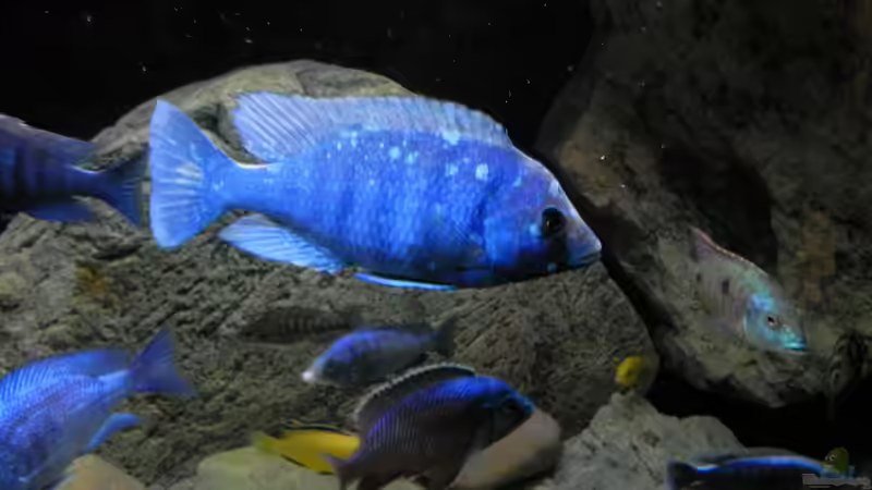 Besatz im Aquarium ZU VERKAUFEN OPEN FREE TERRITORY von Sternenseeträumer (42)