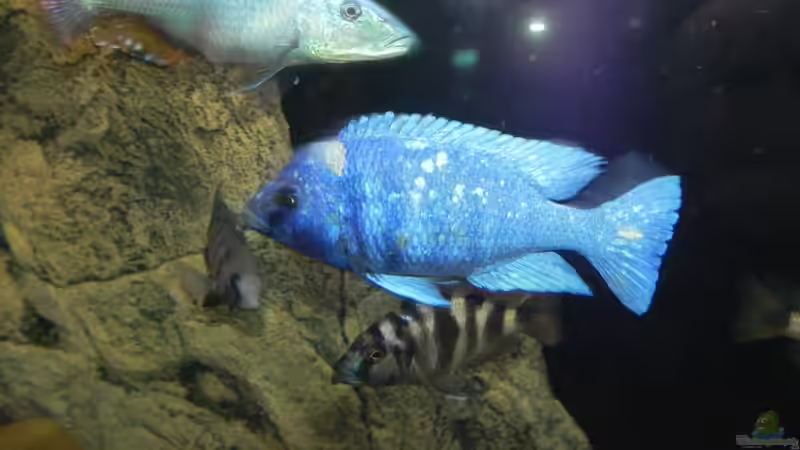 Besatz im Aquarium ZU VERKAUFEN OPEN FREE TERRITORY von Sternenseeträumer (43)