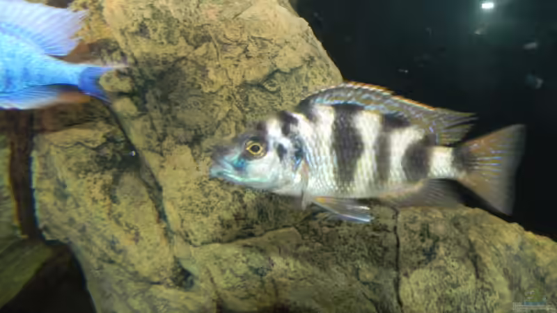 Besatz im Aquarium ZU VERKAUFEN OPEN FREE TERRITORY von Sternenseeträumer (44)