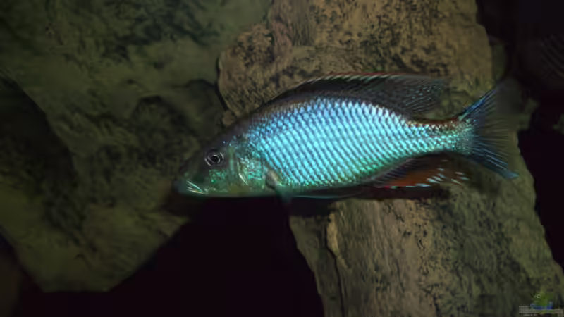 Besatz im Aquarium ZU VERKAUFEN OPEN FREE TERRITORY von Sternenseeträumer (46)