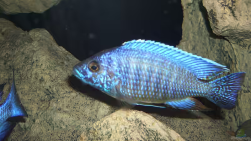 Besatz im Aquarium ZU VERKAUFEN OPEN FREE TERRITORY von Sternenseeträumer (48)