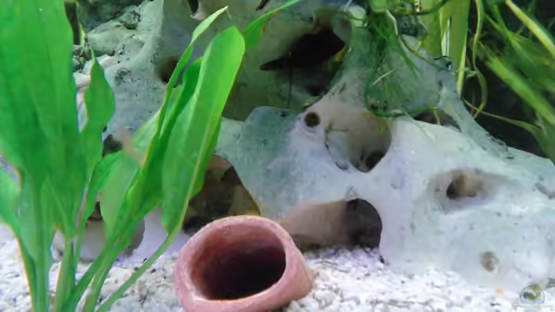 Besatz im Aquarium zukünftiges Diskusbecken von mirko1411 (4)