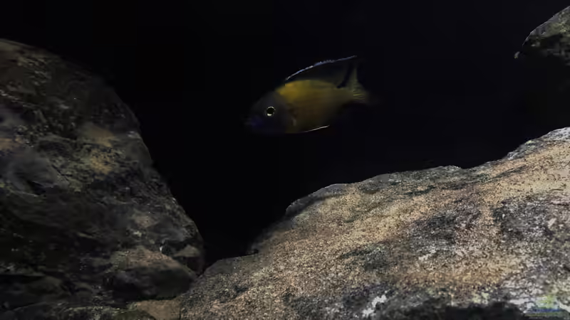 Besatz im Aquarium Zweiter Versuch von Strohhut. (10)