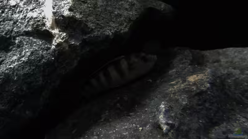 Besatz im Aquarium Zweiter Versuch von Strohhut. (12)