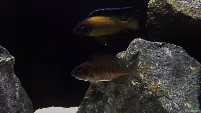 Besatz im Aquarium Zweiter Versuch von Strohhut. (8)