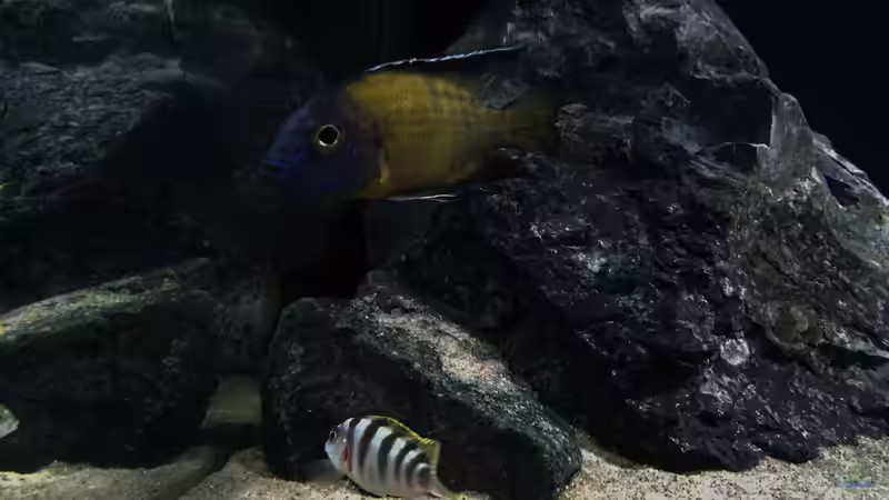 Besatz im Aquarium Zweiter Versuch von Strohhut. (9)