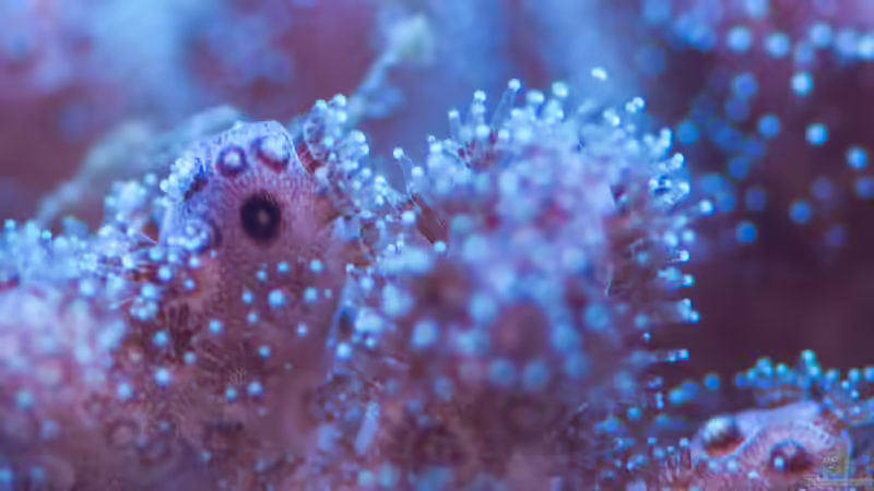 Besatz im Aquarium Zweites WG Riff von Cichlid Power (3)