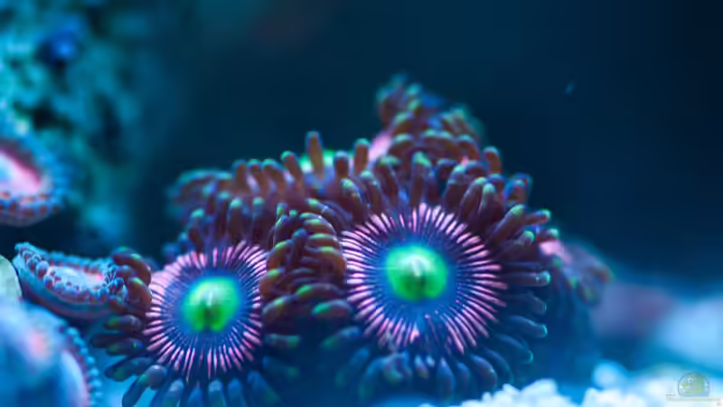 Besatz im Aquarium Zweites WG Riff von Cichlid Power (4)