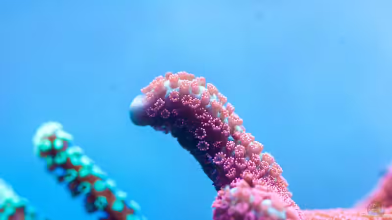 Besatz im Aquarium Zweites WG Riff von Cichlid Power (6)