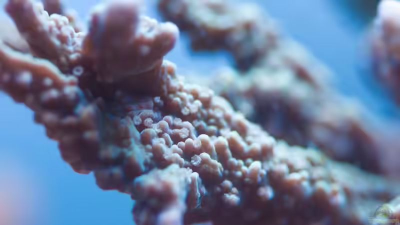 Besatz im Aquarium Zweites WG Riff von Cichlid Power (7)