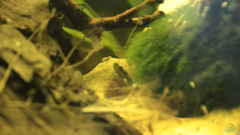Besatz im Aquarium Zwergbecken von mojita (3)