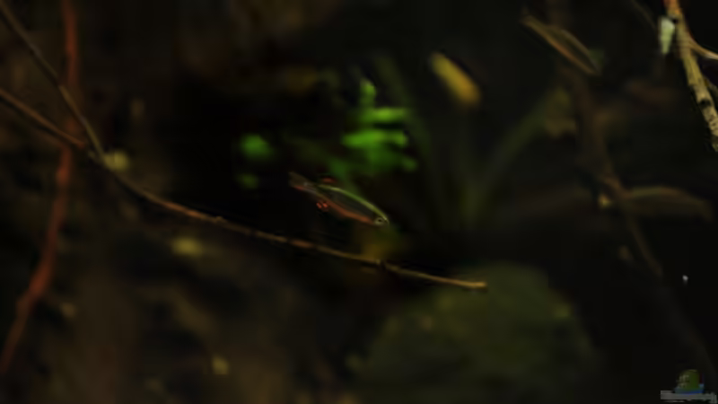 Besatz im Aquarium Zwergbecken von mojita (4)