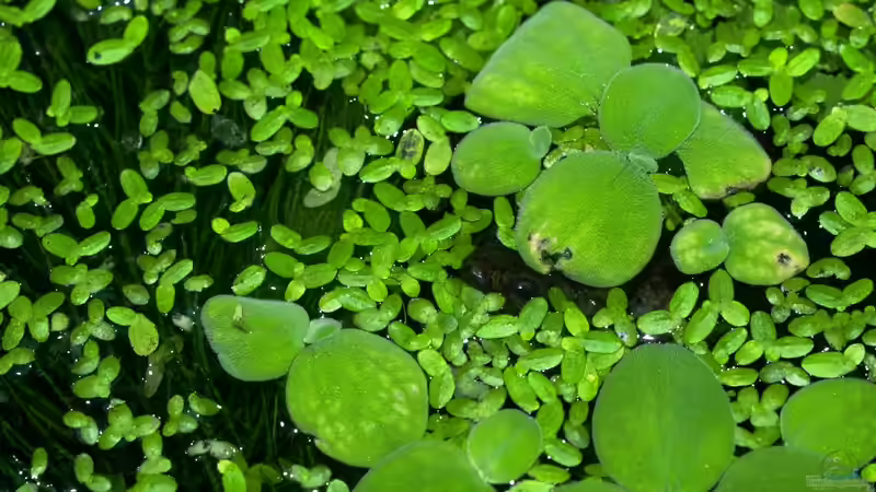 Besatz im Aquarium Zwergkrallenfrösche &amp; Wirbellose von JR (10)