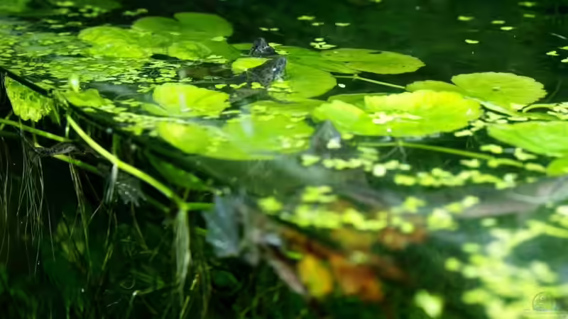Besatz im Aquarium Zwergkrallenfrösche &amp; Wirbellose von JR (5)