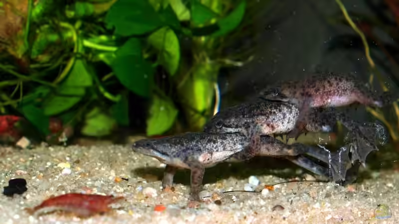 Besatz im Aquarium Zwergkrallenfrösche &amp; Wirbellose von JR (6)