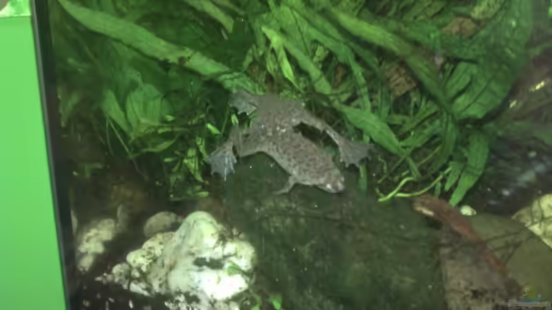 Besatz im Aquarium Zwergkrallenfrosch-Becken von Jenny (25)